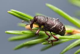 Attēlu rezultāti vaicājumam “Hylobius pinastri”