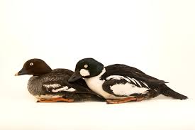 Attēlu rezultāti vaicājumam “Bucephala clangula juvenile”