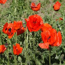 Image result for Papaver orientale