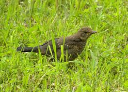 Attēlu rezultāti vaicājumam “Turdus merula juvenile”