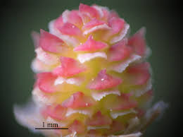 Attēlu rezultāti vaicājumam “Pinus sylvestris female flower”