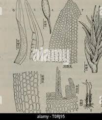 Attēlu rezultāti vaicājumam “Breidleria pratensis”