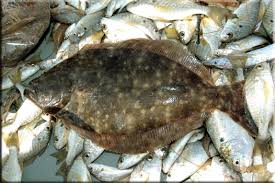 Image result for Paralichthys lethostigma