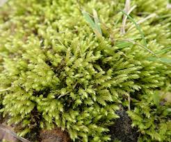 Attēlu rezultāti vaicājumam “Pohlia proligera”