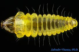 Attēlu rezultāti vaicājumam “Gracillaria syringella larva”