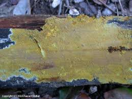 Attēlu rezultāti vaicājumam “Crustoderma dryinum”