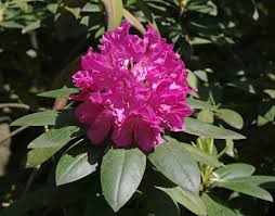 Attēlu rezultāti vaicājumam “Rhododendron catawbiense”