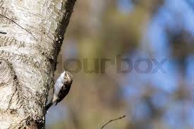 Attēlu rezultāti vaicājumam “Certhia familiaris”