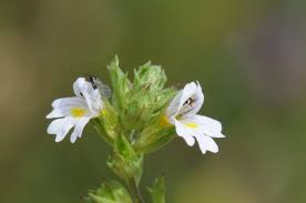 Image result for Euphrasia stricta
