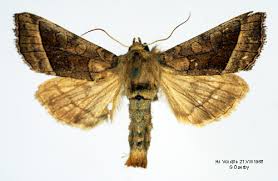 Attēlu rezultāti vaicājumam “Hydraecia micacea”