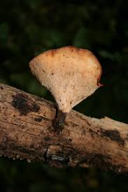 Attēlu rezultāti vaicājumam “Polyporus badius”