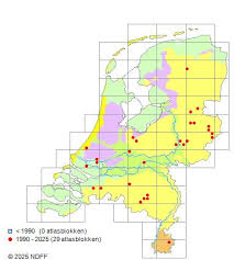 Attēlu rezultāti vaicājumam “Didymium annulisporum”