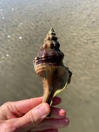 Image result for Triplofusus giganteus