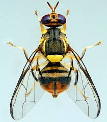 Attēlu rezultāti vaicājumam “Diarsia florida”