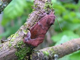 Attēlu rezultāti vaicājumam “Cosmia pyralina”