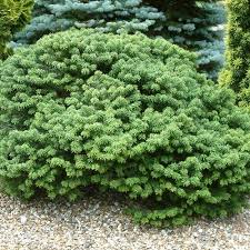 Attēlu rezultāti vaicājumam “Abies balsamea”