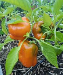 Afbeeldingsresultaat voor orange sun sweet pepper