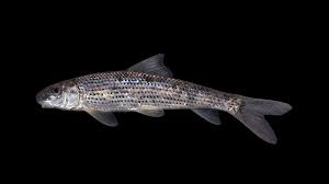 Image result for Catostomus commersonii