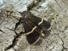 Attēlu rezultāti vaicājumam “Pyrausta cingulata”