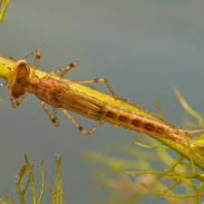 Attēlu rezultāti vaicājumam “Dytiscus sp. larva”