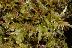 Attēlu rezultāti vaicājumam “Bryum weigelii”