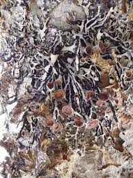 Attēlu rezultāti vaicājumam “Hypogymnia vittata”