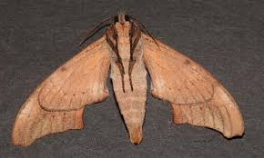 Attēlu rezultāti vaicājumam “Aphodius subterraneus imago”