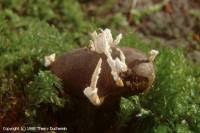 Attēlu rezultāti vaicājumam “Cordyceps farinosa”