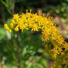 Attēlu rezultāti vaicājumam “Solidago virgaurea flower”