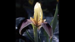 Attēlu rezultāti vaicājumam “Iridaceae”