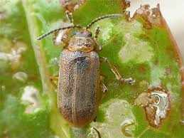 Attēlu rezultāti vaicājumam “Galerucella nymphaeae”