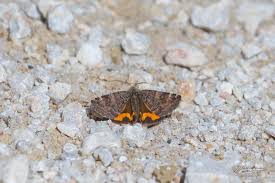 Attēlu rezultāti vaicājumam “Boudinotiana notha”