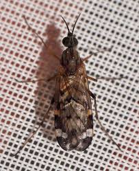 Attēlu rezultāti vaicājumam “Sylvicola sp.”