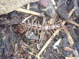 Attēlu rezultāti vaicājumam “Lithobius forficatus”