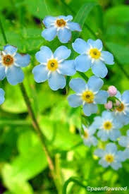 Attēlu rezultāti vaicājumam “Myosotis scorpioides bud”