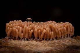 Attēlu rezultāti vaicājumam “Didymium spongiosum macro”