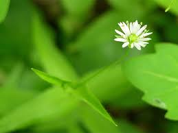 Attēlu rezultāti vaicājumam “Stellaria holostea fruit”