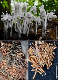 Image result for ギンリョウソウ