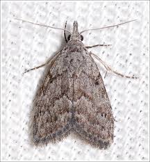 Attēlu rezultāti vaicājumam “Nolidae”