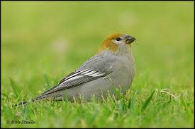 Attēlu rezultāti vaicājumam “Pinicola enucleator adult”