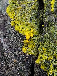 Attēlu rezultāti vaicājumam “Physarum luteolum spores”
