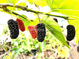 Attēlu rezultāti vaicājumam “Libanotis montana fruit”