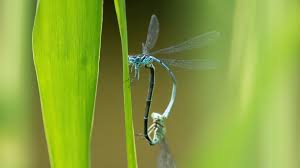 Attēlu rezultāti vaicājumam “Coenagrionidae”