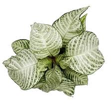 Attēlu rezultāti vaicājumam “Weissia squarrosa”