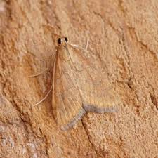 Attēlu rezultāti vaicājumam “Mollisia uda”