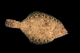 Image result for Pseudopleuronectes americanus