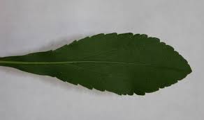Attēlu rezultāti vaicājumam “Solidago virgaurea leaf”