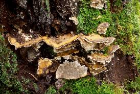 Attēlu rezultāti vaicājumam “Bjerkandera adusta”