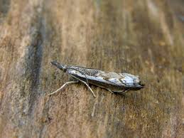 Attēlu rezultāti vaicājumam “Platytes alpinella”