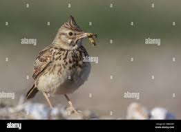 Attēlu rezultāti vaicājumam “Galerida cristata adult”